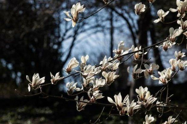 Весна началась: в ботанических садах Киева зацвела магнолия