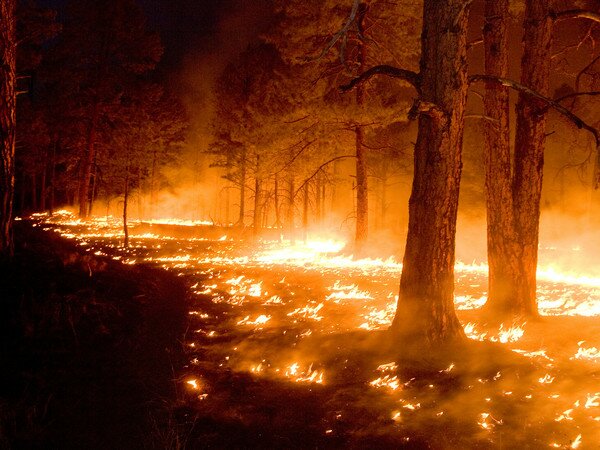 В Киевской области загорелся лес неподалеку Столичного шоссе 