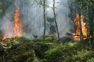 Спасатели назвали возможную причину пожаров в Житомирской области