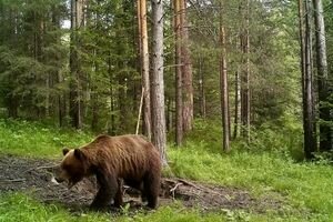 В России спасатели вытащили "Камазом" застрявшего в окне медведя