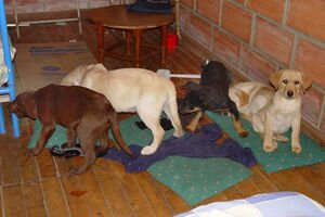 Контрабандист-ветеринар годами перевозил наркотики в живых щенках