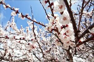 В Украине раньше времени зацвели первые весенние абрикосы 