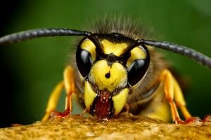 Женщина в Тайване случайно обнаружила живых пчел в глазу: шокирующие фото и видео