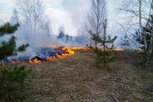 Под Черниговом вспыхнул масштабный лесной пожар, задействована авиация. Фото