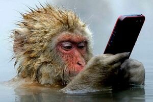 В сети стал вирусным видеоролик, где обезьяна "листает" Instagram