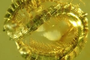 Ученые нашли в янтаре насекомое возрастом 99 млн лет (фото)