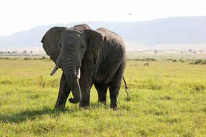 В Китае голодный слон сбил туристку с ног и несколько раз наступил на нее