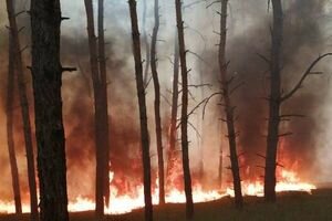 В Днепропетровской области сгорели несколько гектаров леса