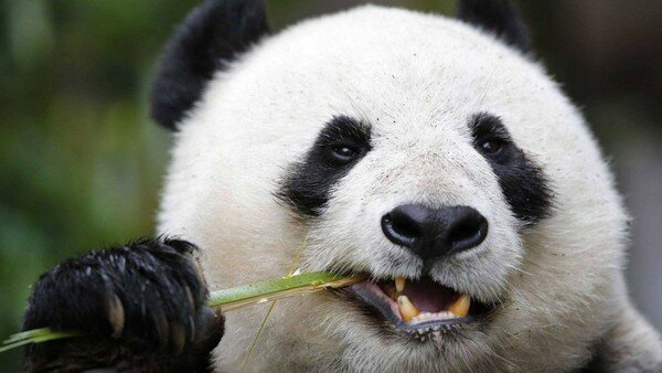 В китайском зоопарке люди закидали панду камнями, чтобы ее расшевелить: видео