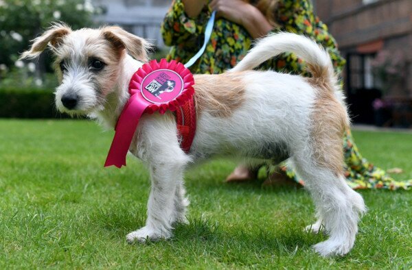 Британский премьер завел щенка: фото питомца
