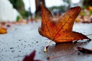 Местами дожди, до +13: синоптики предупредили о прохладной погоде в начале недели