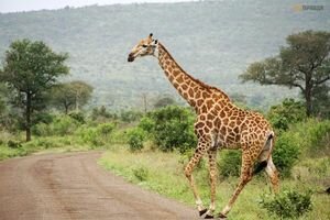 В ЮАР авто с туристами врезалось в жирафа: животное и водитель погибли (фото)