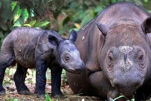 В Малайзии от рака умерла последняя самка суматранского носорога