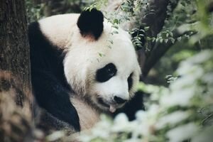 В Берлинском зоопарке показали, как икает детеныш панды: умилительное видео