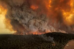 Австралийские ученые рассказали, сколько животных погибло от лесных пожаров