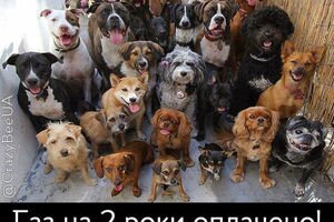 "Продай элитную собаку, заплати за коммуналку": украинцы отреагировали фотожабами на слова депутата от Слуги народа