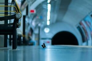 Фото дерущихся мышей в лондонском метро победило в конкурсе снимков дикой природы