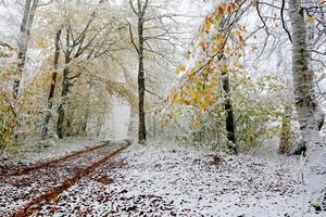 Мокрый снег с дождем: синоптики рассказали, какой будет погода в Украине 22 февраля