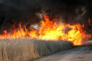 В Днепропетровской области возле фабрики загорелся камыш