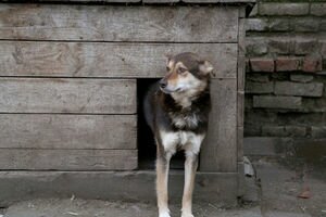 Спал в будке у пса: полиция Житомирской области нашла пропавшего ребенка