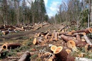 Тотальная вырубка лесов на Луганщине. Виновный найден, дело в суде