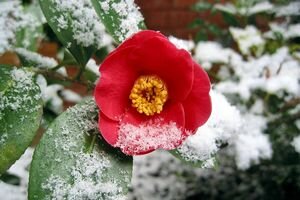 Синоптики пообещали зимнюю погоду на выходные: подробный прогноз