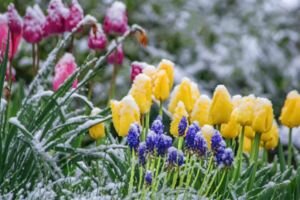 Похолодает и выпадет снег: Диденко рассказала о погоде на конец марта