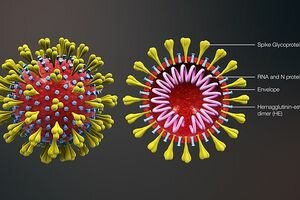 В мире бушуют целых три штамма коронавируса COVID-19