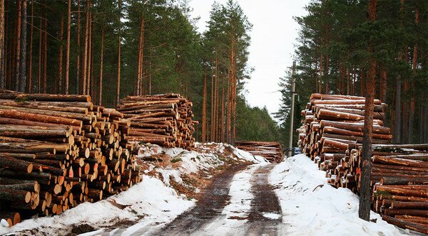 В Киевской области для ТЭС закупали радиоактивную чернобыльскую древесину