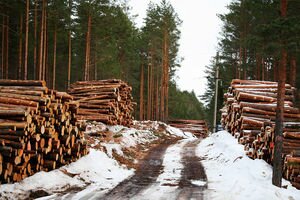 В Киевской области для ТЭС закупали радиоактивную чернобыльскую древесину