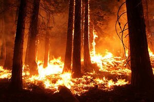 В сети показали последствия лесного пожара, из-за которого сгорели дома в ближайшем селе (фото, видео)