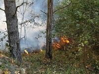 Пожар под Житомиром начали тушить с помощью авиации и спецпоезда Укрзализныци