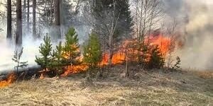 Пожар на Донбассе: сгорело 28 домов, огонь тушат местные жители и авиация