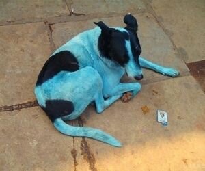 В Индии из-за лакировочной компании собаки стали голубыми