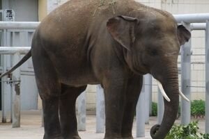 В Киевском зоопарке слон сломал водопровод, теперь его поливают из шлангов
