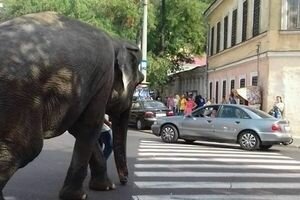 В Одессе прогулка слона по проезжей части усложнила дорожное движение