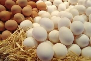 Под Киевом водитель тайно вывез с птицефабрики яиц на 800 тыс. грн