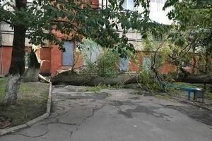 В Ивано-Франковской области ураган повалил огромное дерево, пострадал восьмилетний мальчик