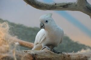 Удивительное исследование: ученые выяснили, что попугай какаду умнее трехлетнего ребенка