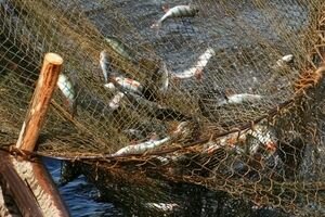 Катастрофа неминуема: рыба в Азовском море находится на грани исчезновения