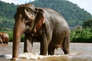 В Таиланде слониха забила фермера до смерти и спрятала его тело