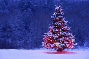 Стало известно, где и за сколько можно купить новогоднюю елку в Украине