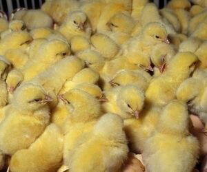 В Киевской области пожарные спасли 2 тысячи цыплят от мучительной смерти в огне