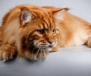 Он рыжий и его зовут "Кекс": в Украине нашли самого большого кота