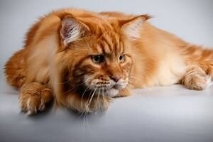 Он рыжий и его зовут "Кекс": в Украине нашли самого большого кота