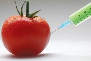 В США выяснили, что продукты с ГМО помогут поднять экономику Украины