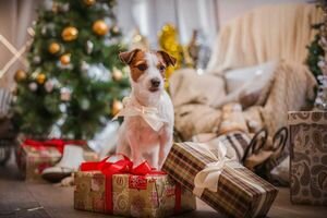 Лучшие поздравления и открытки с Новым 2018 годом Желтой Земляной Собаки
