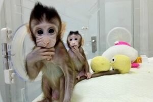 В Китае ученые впервые успешно клонировали обезьян (фото, видео)