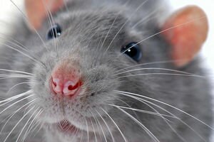 Ты мне, а я тебе: ученые доказали, что крысы способны к сделкам