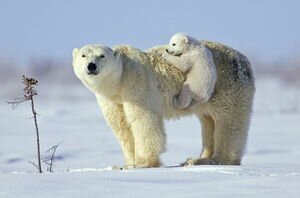 Ученые выяснили причину голодания белых полярных медведей в Арктике